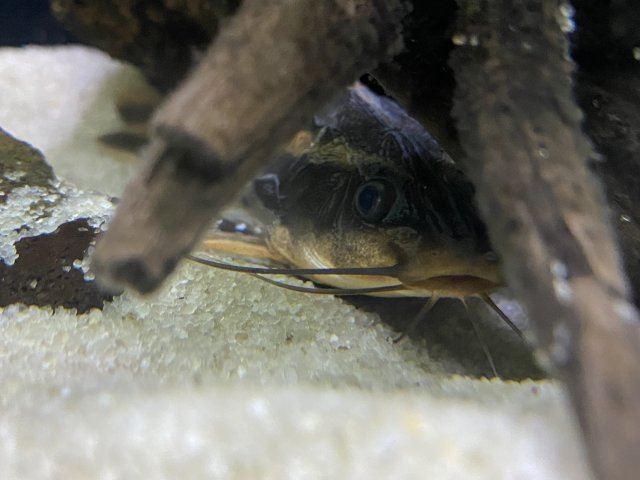 Peeping Raph.jpg