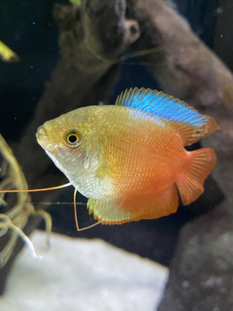 Dwarf Gourami Close Up 1.jpg
