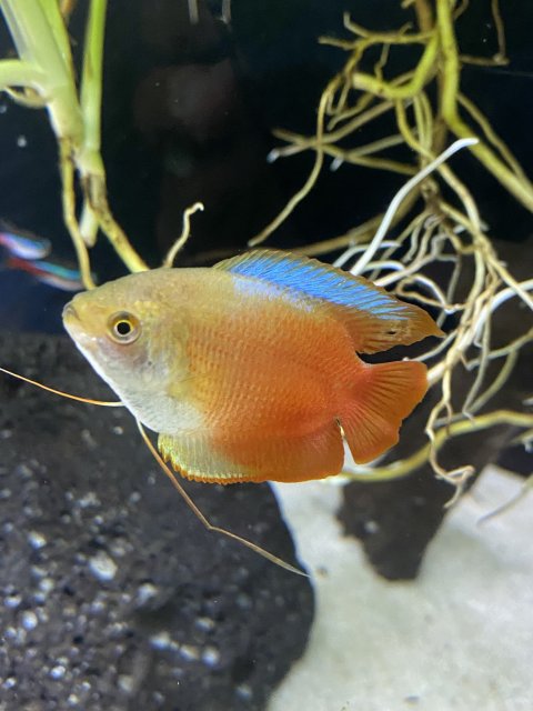 Dwarf Gourami Close Up 2.jpg
