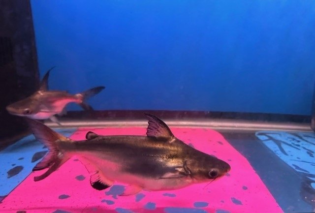 shark1.jpg
