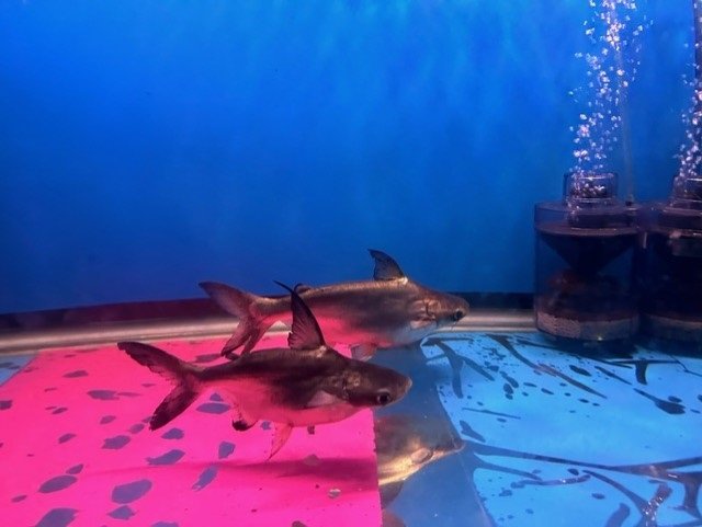 shark3.jpg