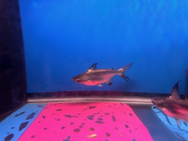 shark2.jpg
