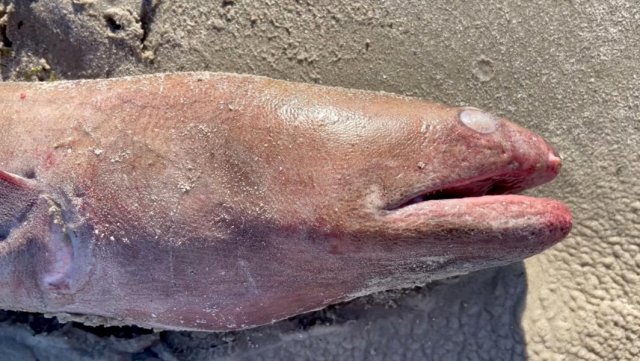 massive-eel-discovered-on-beach-249.jpg