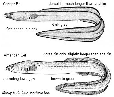 eels_compared.jpg
