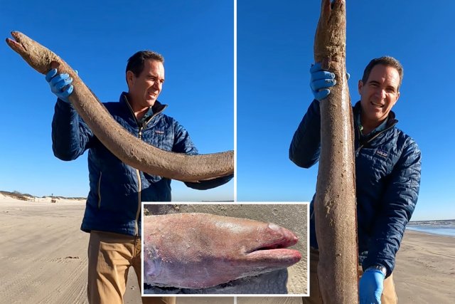 massive-eel-discovered-on-beach-comp.jpg