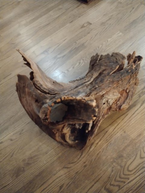 Tree trunk wood.jpg