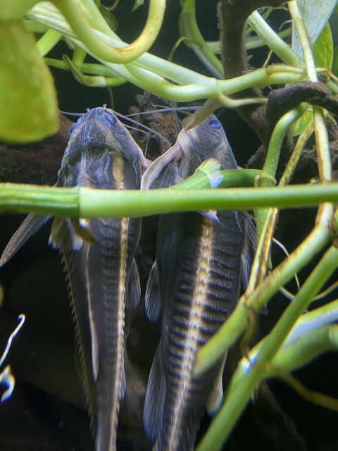 Catfish love.jpg
