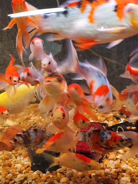My Goldies.jpg