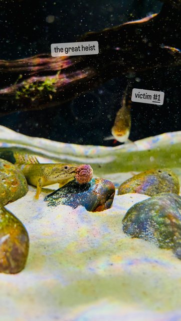 5542523D-9631-49AB-A259-994EB9818C15.jpeg 5542523D-9631-49AB-A259-994EB9818C15.jpeg