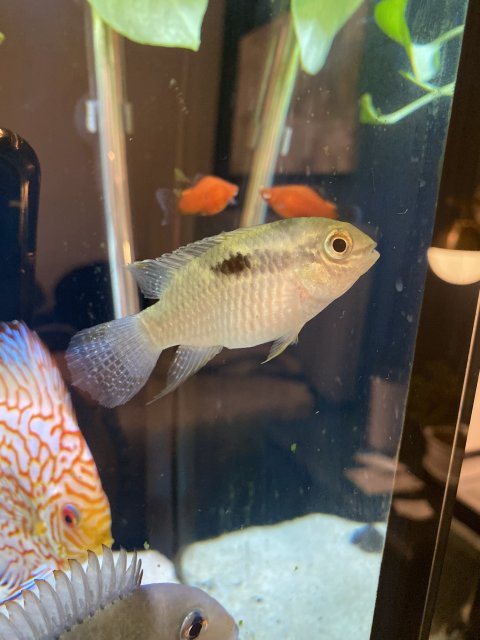 Male Acara.jpg