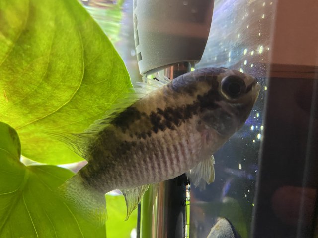 Female Acara .jpg