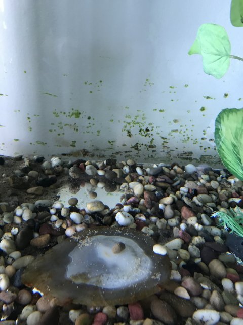 algae 1.jpg