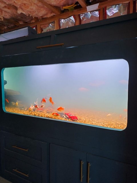 cars and goldfish.jpg