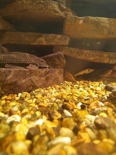 Pleco and pictus.jpg