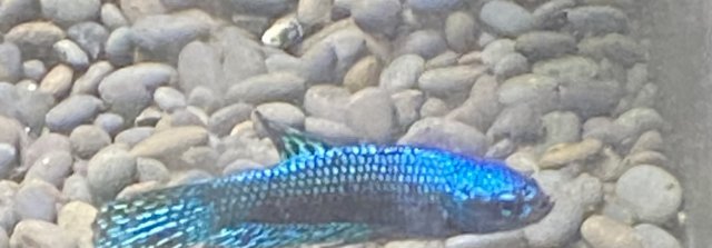 IMG_2961.jpeg