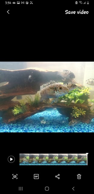 Screenshot_20240320-035449_Motion photo viewer.jpg