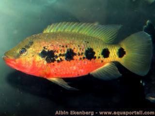 hemichromis-fasciatus.jpg