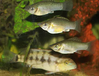 1711020834568.png 1711020834568.png