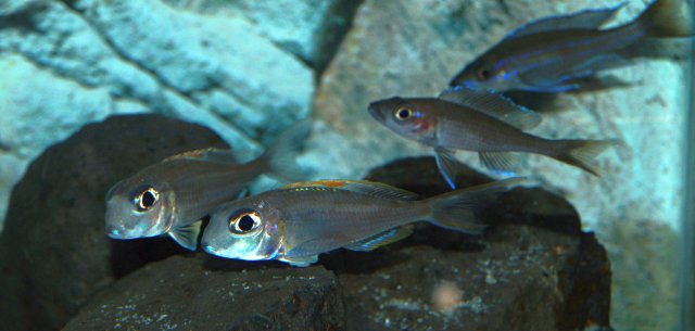 X_nigrolabiata_001_small.jpg X_nigrolabiata_001_small.jpg