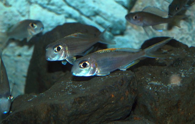 X_nigrolabiata_002_small.jpg X_nigrolabiata_002_small.jpg