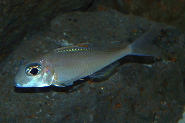 X_nigrolabiata_003_small.jpg X_nigrolabiata_003_small.jpg