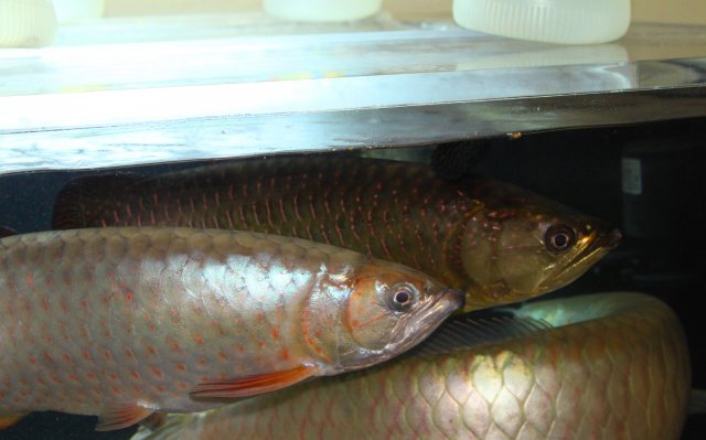 IMG_7184.jpg IMG_7184.jpg