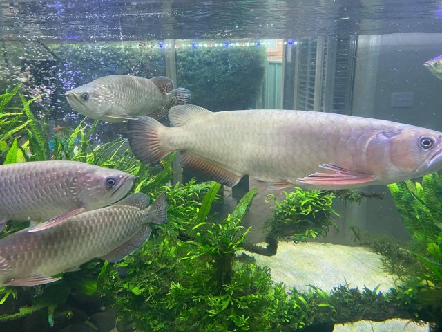 IMG_8135.jpeg IMG_8135.jpeg