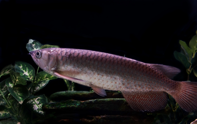 1711946398184.png 1711946398184.png