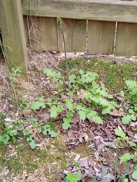 a weed.jpg