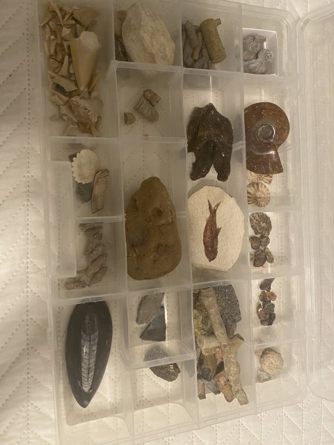 My Box of Fossils.jpg