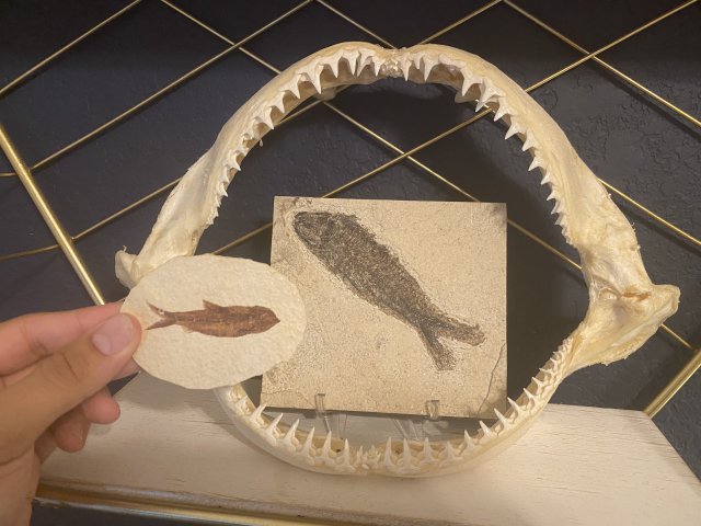 Shark Jaw and Fish Fossils.jpg