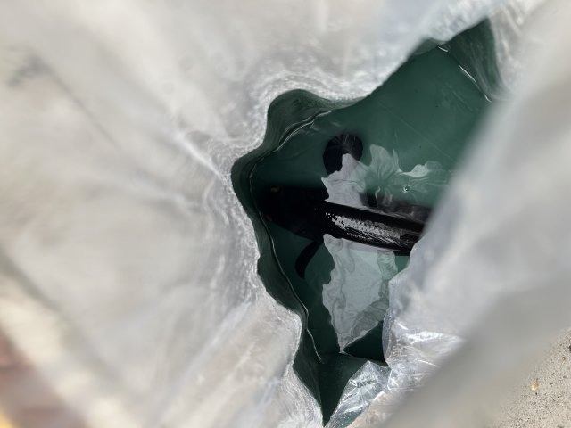IMG_1661.jpeg