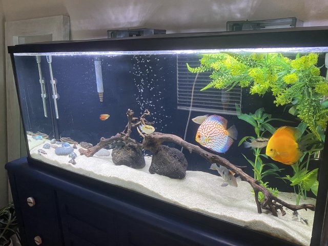 Entire Tank 2.0 .jpg