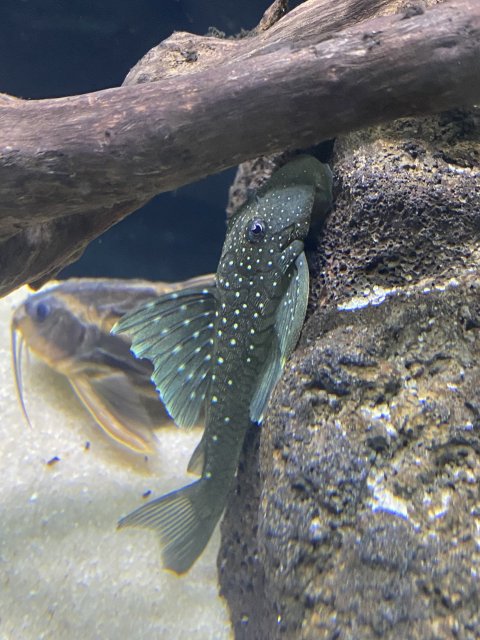 Blue Phantom Pleco .jpg