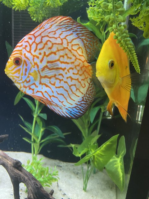 Discus Pair.jpg