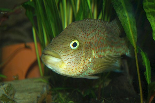Chiapaheros_grammodes_Santo_Domingo_39_800x533.jpg