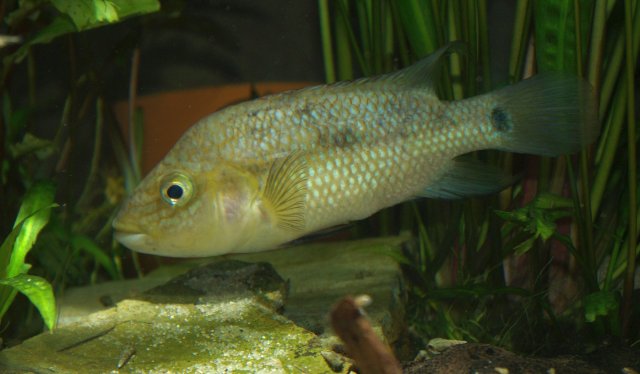 Chiapaheros_grammodes2_104343.jpg