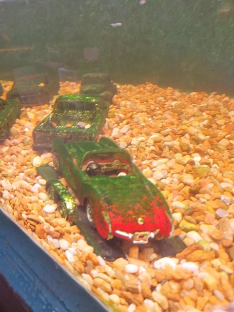vehicles covered in undergrowth, aka algae.jpg vehicles covered in undergrowth, aka algae.jpg