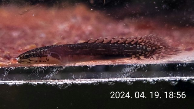 부화30일.jpg 부화30일.jpg