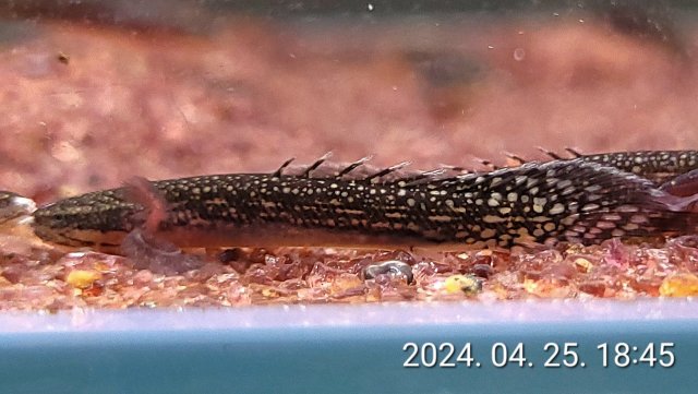 부화36일.jpg 부화36일.jpg