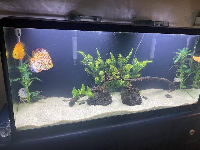 Clean Entire Tank.jpg