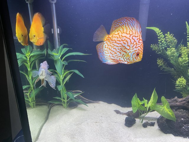 Discus and Geophagus .jpg