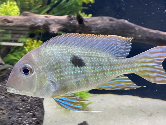 Geophagus Redhead Tapajos.jpg