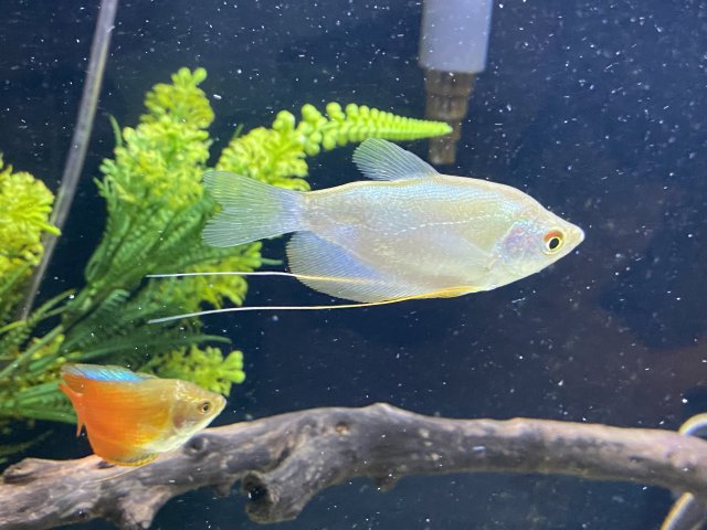 Gouramis .jpg