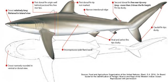 Carcharhinus falciformis.jpg