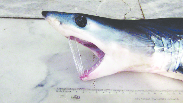 Close-up-view-of-the-head-of-shortfin-mako-shark-Photo-Sezginer-Tuncer-Sl-3.png
