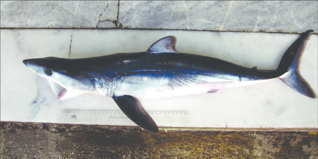 Lateral-view-of-present-shortfin-mako-shark-Photo-Sezginer-Tuncer-Sl-2-Primerek.png