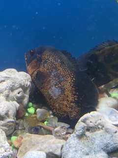 IMG_2323.jpeg IMG_2323.jpeg
