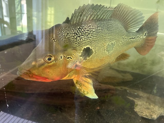 IMG_4088.jpeg IMG_4088.jpeg