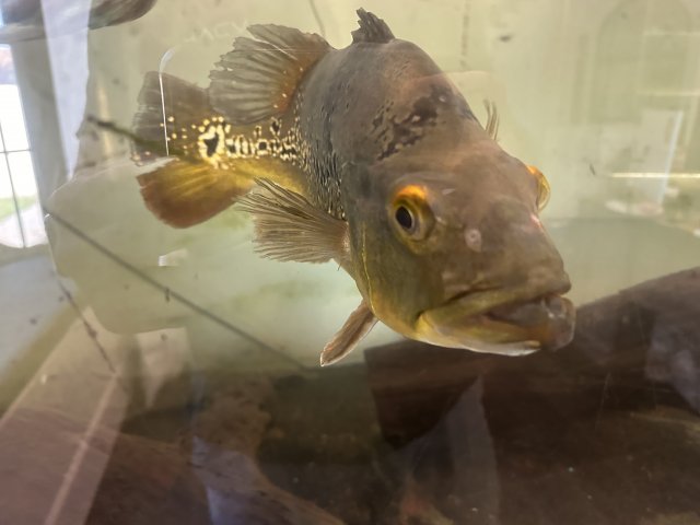 IMG_4089.jpeg IMG_4089.jpeg